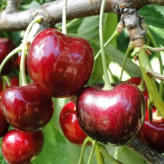 Черешня Кордія – великоплідна, смачна, стійка, фото 1