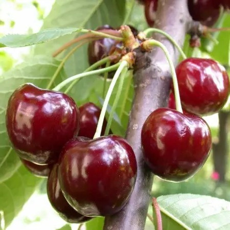Черешня Валерій Чкалов – великоплідна, рання, стійка, фото 1