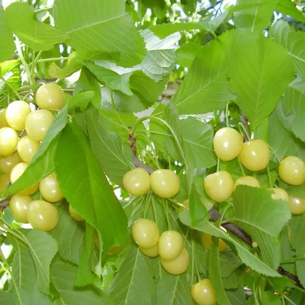 Черешня Дачниця – великоплідна, смачна, стійка, фото 1