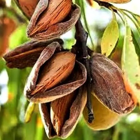 Мигдаль Нонпарель — високоврожайний, ранньостиглий, великоплідний, фото 1