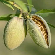 Мигдаль Метеор - популярний, великоплідний, середньостиглий, фото 2