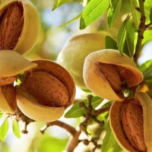 Мигдаль Метеор - популярний, великоплідний, середньостиглий, фото 1