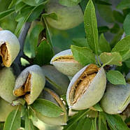 Мигдаль Делон - врожайний, дводомний, великий, фото 2