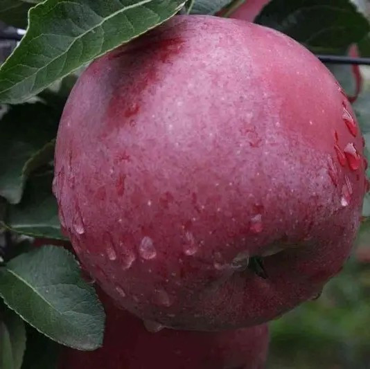 Яблуня Ентерпрайз – стійка, високоврожайна, смачна, фото 1