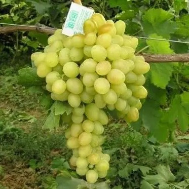 Виноград Аркадія – великоплідний, соковитий, смачний, фото 1