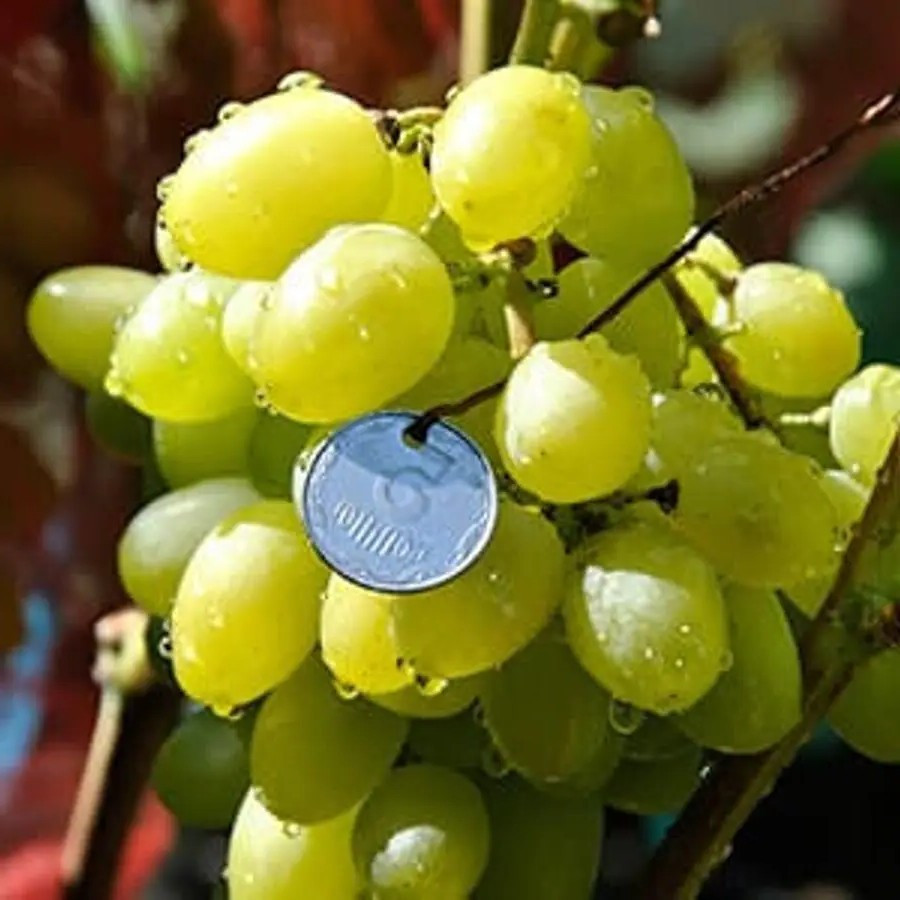 Виноград Бажена – великоплідний, соковитий, стійкий, фото 1