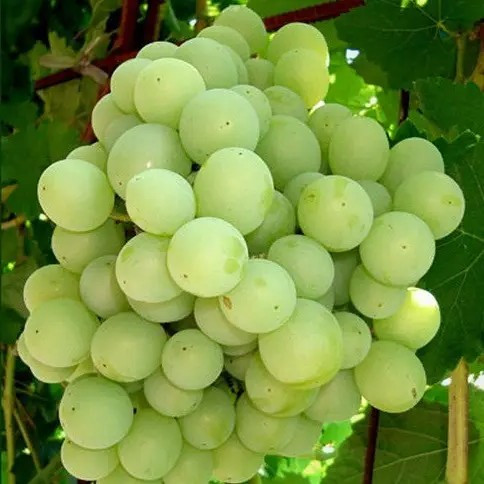 Виноград Талісман – солодкий, стійкий, продуктивний, фото 1