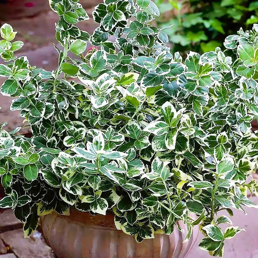 Бересклет Форчуна Емеральд Гаєті – декоративний, витривалий, яскравий Р9, фото 1