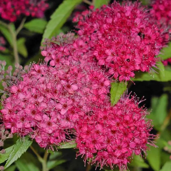 Спірея японська Антоні Ватерер – декоративна, рясноквітуча, яскрава Р9, фото 1