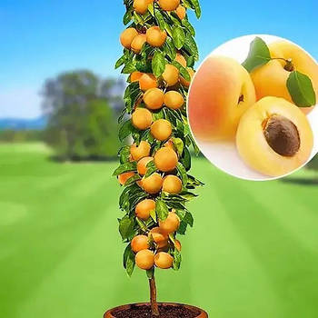 Абрикос Принц Март - колоноподібний, морозостійкий, пізньоквітучий