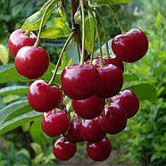 Вишня Шоколадниця – великоплідна, ароматна, витривала, фото 2