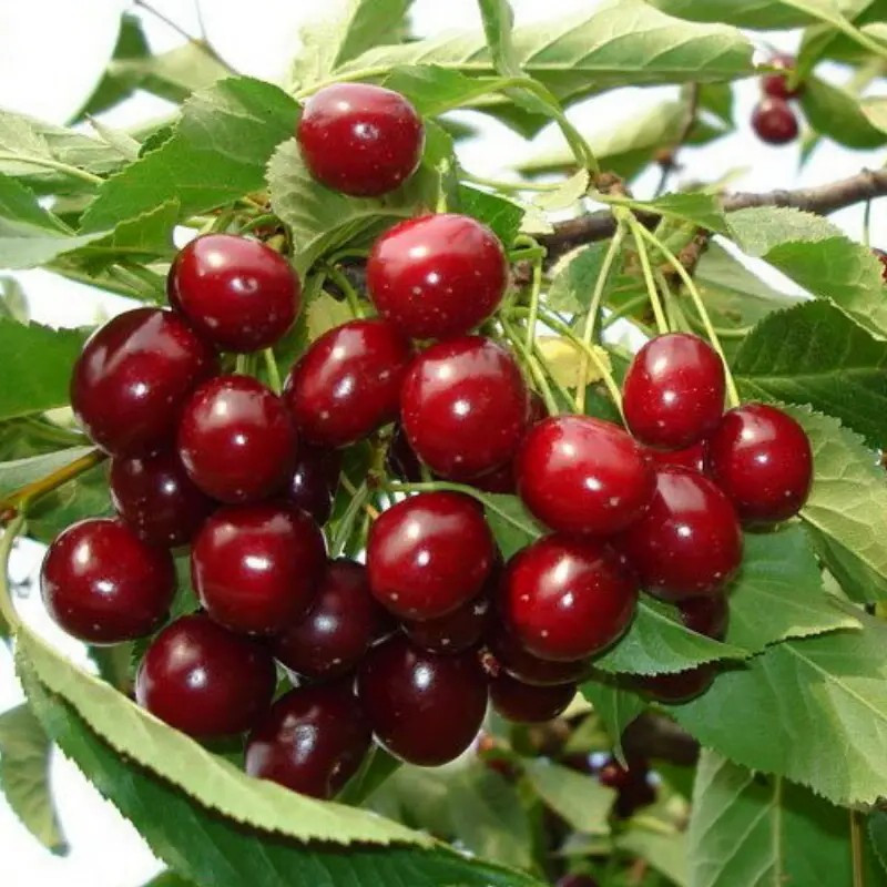 Вишня Шоколадниця – великоплідна, ароматна, витривала, фото 1