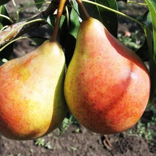 Груша Бере Боск – великоплідна, ароматна, стійка, фото 1