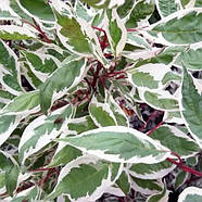 Дерен білий Елегантісіма – строкатий, швидкозростаючий, зимостійкий Р9, фото 2