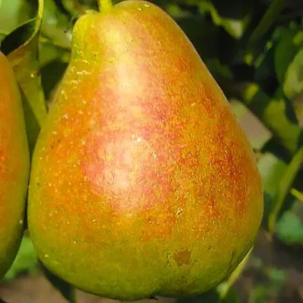 Груша Таврійська – великоплідна, ароматна, витривала, фото 1