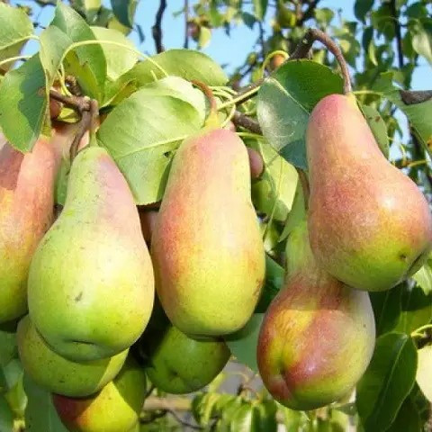 Груша Талгарська Красуня – великоплідна, соковита, витривала, фото 1