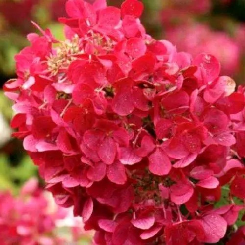 Гортензія волотиста Мега Мінді – декоративна, морозостійка, квітуча Р9, фото 1