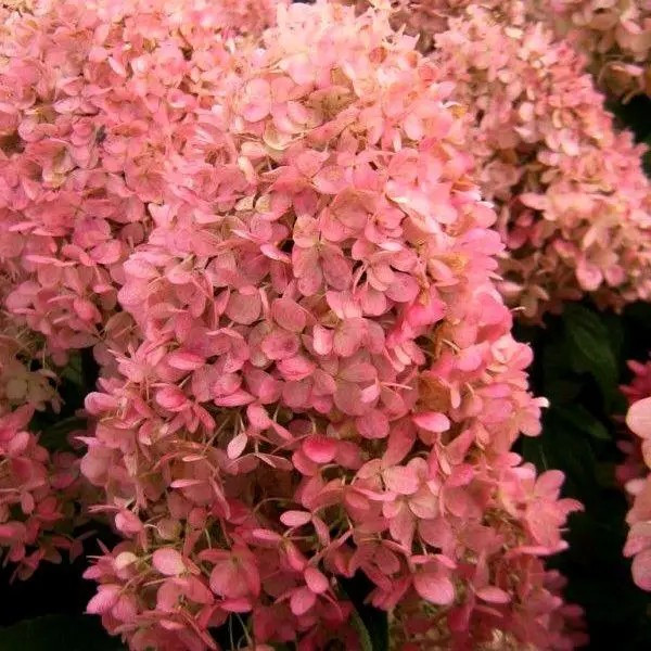 Гортензія волотиста Меджикал Кендл – декоративна, квітуча, зимостійка  Р9, фото 1