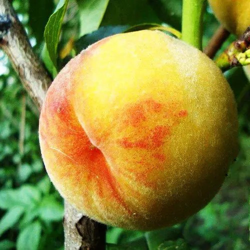 Персик Т-2 Твард Тардив – ароматний, високоврожайний, стійкий, фото 1