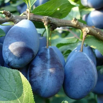 Слива Стенлі – великоплідна, солодка, високоврожайна