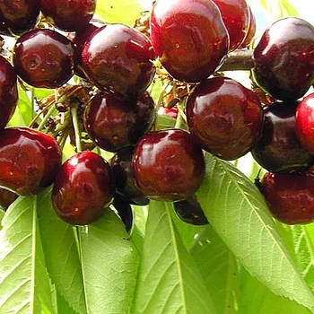 Черешня Регіна – великоплідна, соковита, стійка