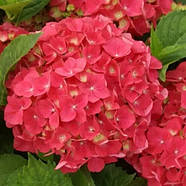 Гортензія крупнолиста Лойтфоєр – квітуча, вертикально зростаюча, багаторічна Р9, фото 2