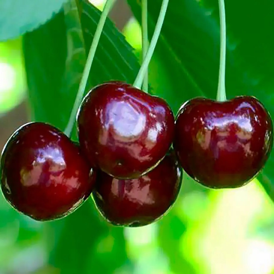 Черешня Мелітопольська Чорна – великоплідна, солодка, стійка, фото 1