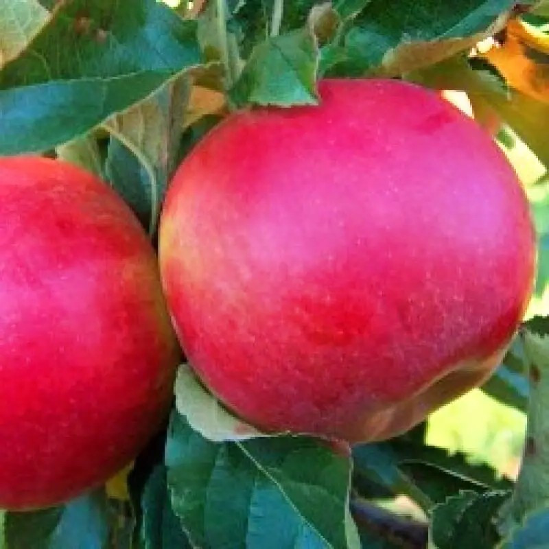 Яблуня Айдаред – стійка, ароматна, високоврожайна, фото 1