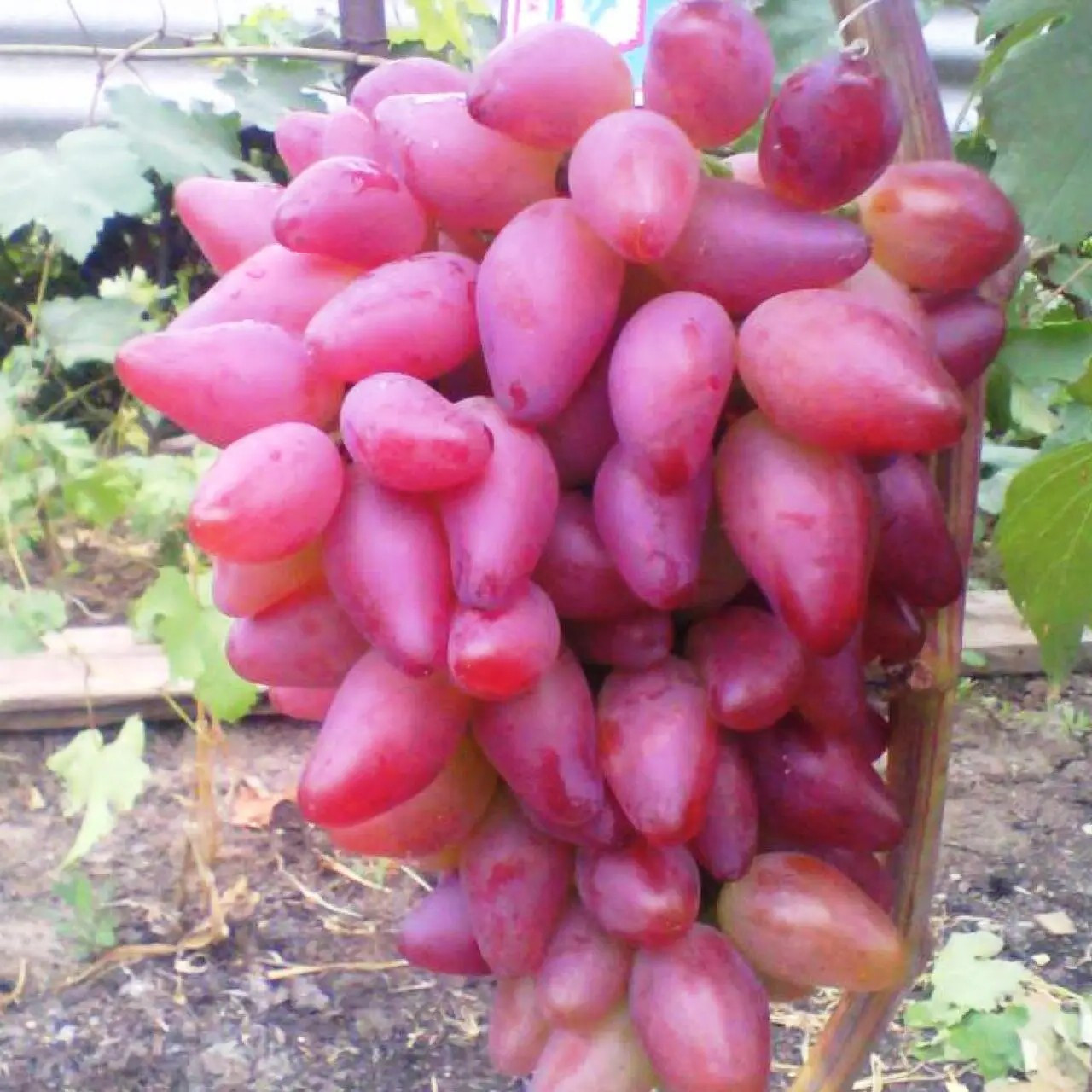 Виноград Дубовський Рожевий – великоплідний, ароматний, стійкий, фото 1