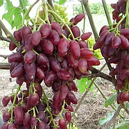 Виноград Дубовський Рожевий – великоплідний, ароматний, стійкий, фото 2