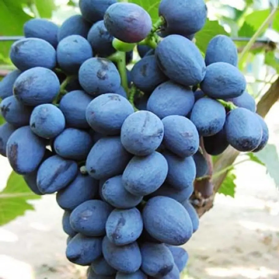 Виноград Забава – солодкий, соковитий, високоврожайний, фото 1