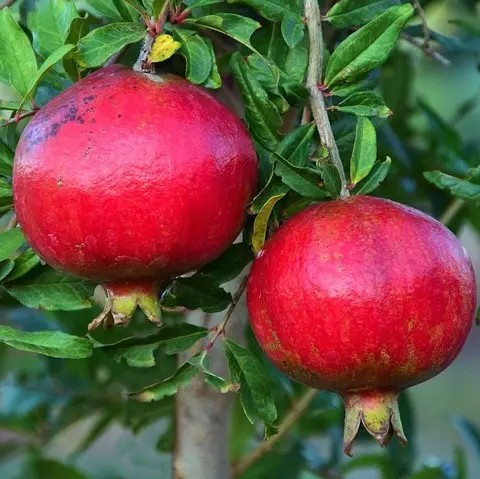 Гранат Гюлоша рожева (3-х річний) - середньостиглий, великоплідний, тонкошкірий, фото 1