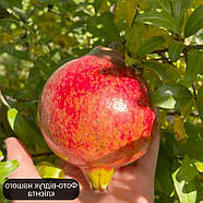 Гранат Гюлоша рожева (3-х річний) - середньостиглий, великоплідний, тонкошкірий, фото 3