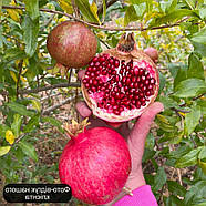 Гранат Гюлоша рожева (3-х річний) - середньостиглий, великоплідний, тонкошкірий, фото 2