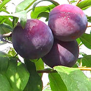 Слива Анжеліно – великоплідна, соковита, стійка, фото 2