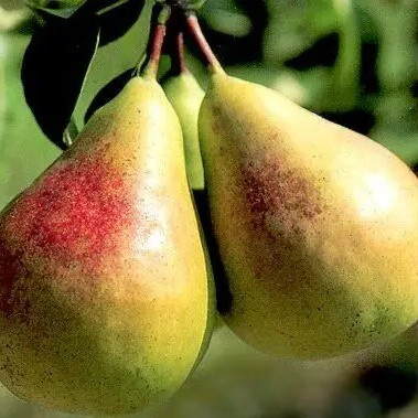 Груша Вікторія – великоплідна, соковита, ароматна, фото 1