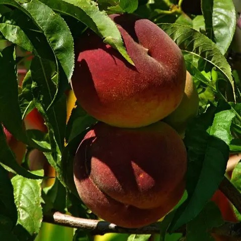 Персик Канадіан Хармоні – великоплідний, ароматний, високоврожайний, фото 1