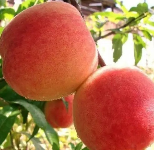 Персик Посол Миру – великоплідний, соковитий, ароматний, фото 1