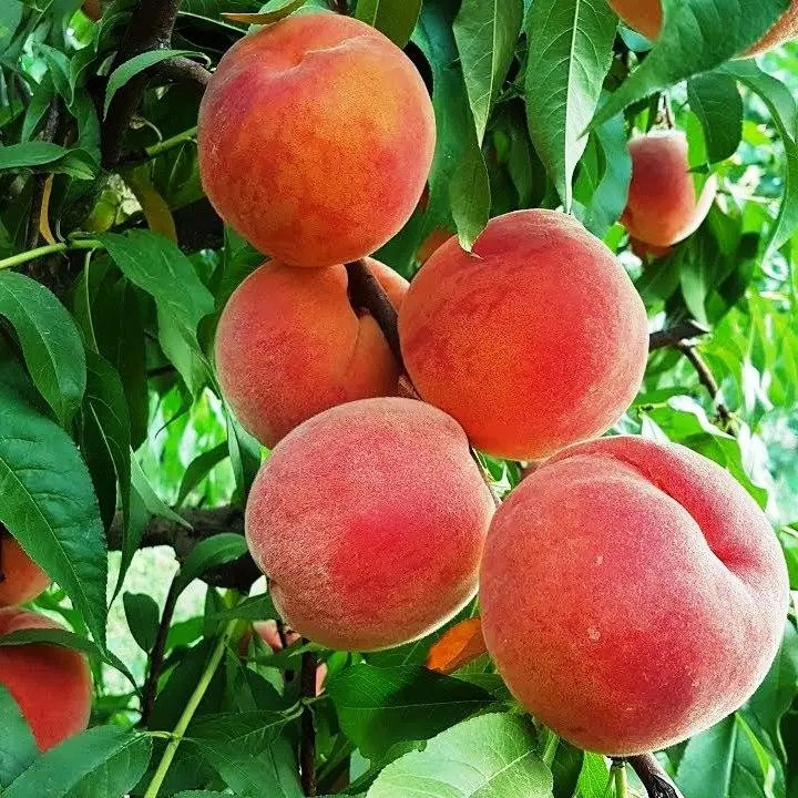 Персик Флемінг Ф'юрі PF-23 – великоплідний, ароматний, врожайний, фото 1