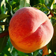 Персик Флемінг Ф'юрі PF-23 – великоплідний, ароматний, врожайний, фото 2