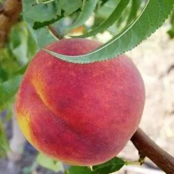 Персик Топ Світ Т5 – великоплідний, солодкий, ароматний, фото 1