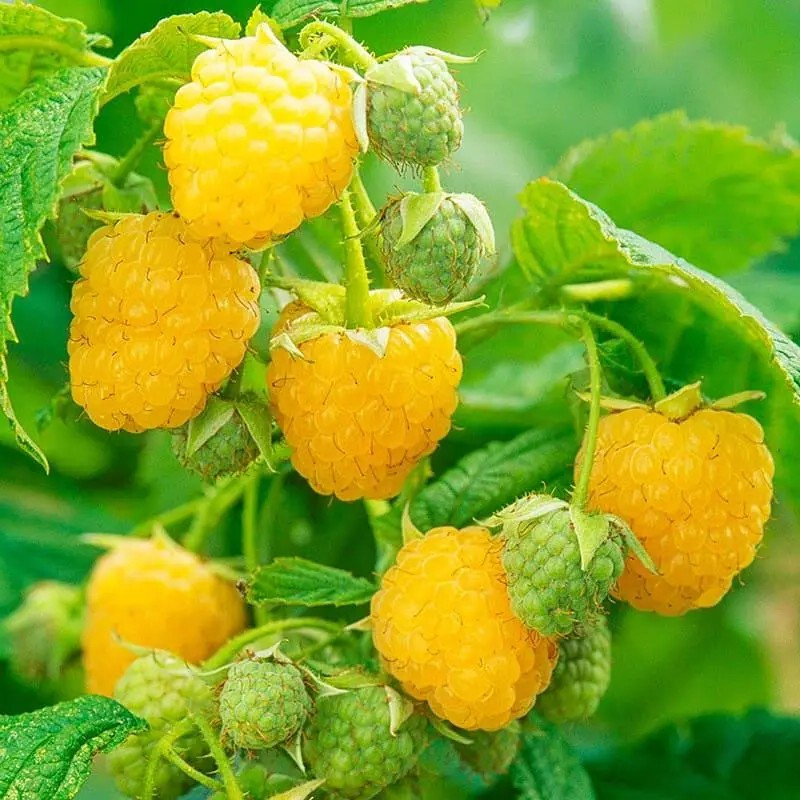 Малина Зюгана жовта – ароматна, великоплідна, десертна, фото 1