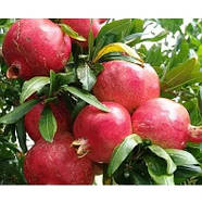 Гранат Ак-Дона (3-х річний) - середньоранній, морозостійкий, солодкий з кислинкою, фото 4