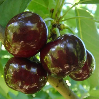Черешня Світхарт – великоплідна, соковита, врожайна