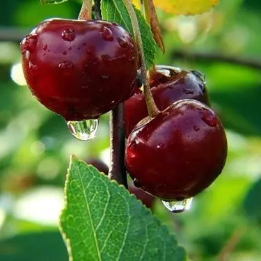 Черешня Казка – великоплідна, соковита, ароматна, фото 1