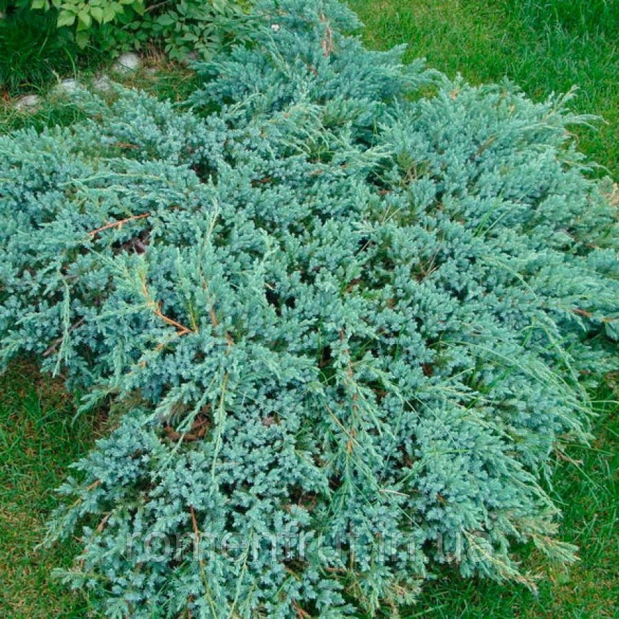 Ялівець лускатий Блю Карпет (ЗКС) 5р