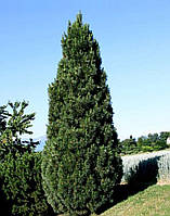 Сосна "Пірамідаліс" (ЗКС) 5р.