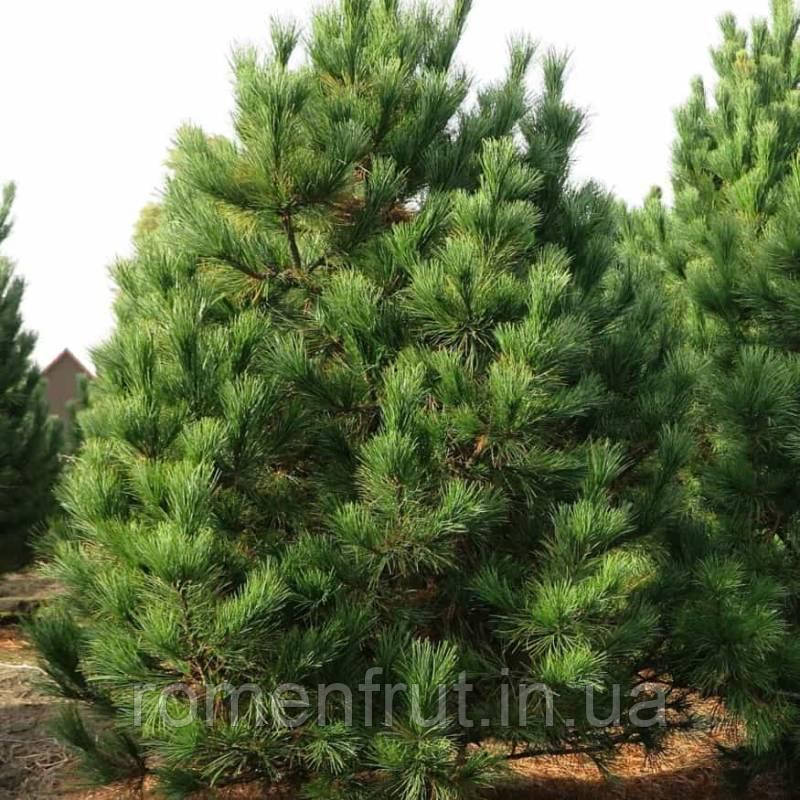 Сосна румелійська (Pinus peuce) (ЗКС) 4р.