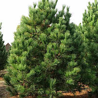Сосна румелійська (Pinus peuce) (ЗКС) 4р.