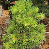 Сосна "Пондероза" Pinus ponderosa (ЗКС) 5р.
